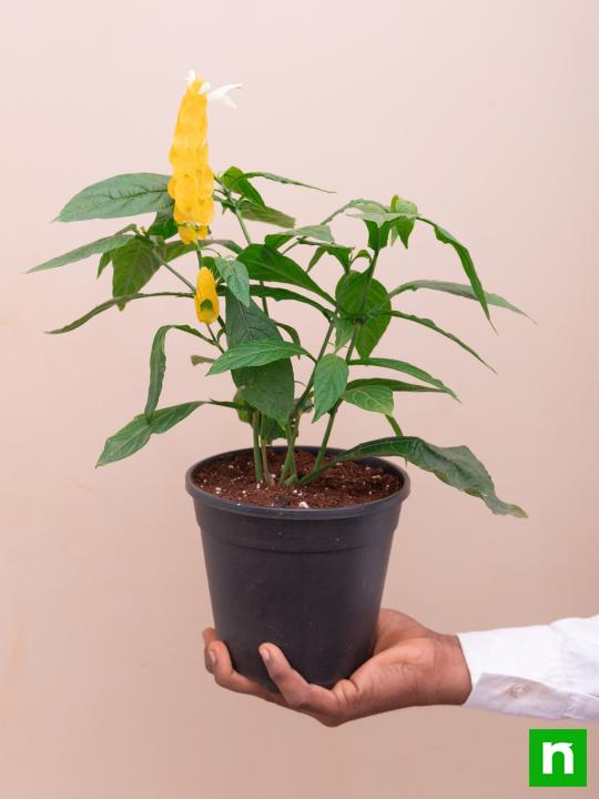 Lollipop Plant, Golden Shrimp - Plant - Image 6