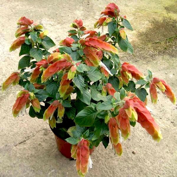 Lollipop Plant, Shrimp (Orange-Yellow) - Plant