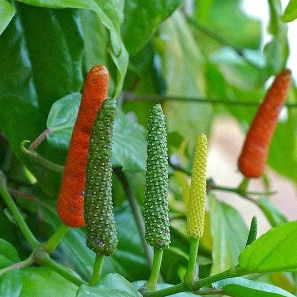 Long Pepper, Pippali - Plant