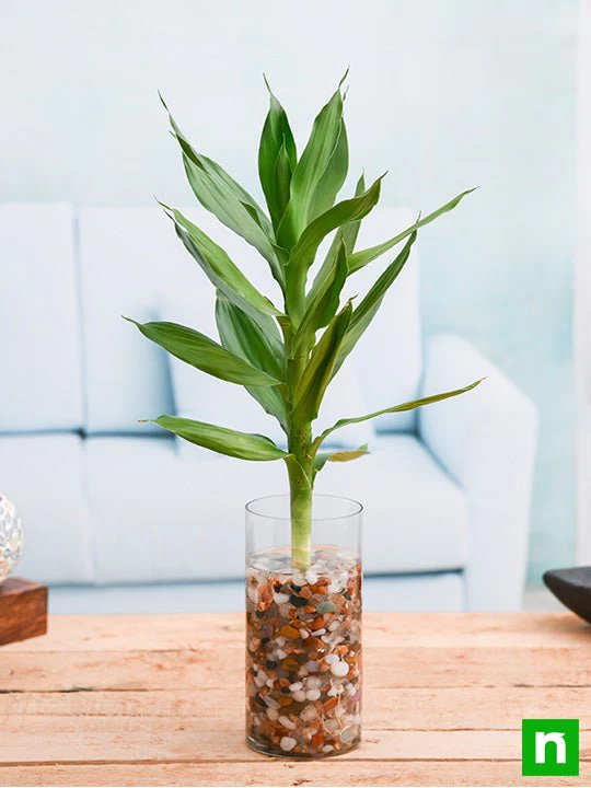 30 cm Lotus Lucky Bamboo Plant in a Glass Vase with Pebbles - Image 2