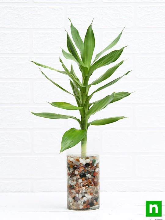 30 cm Lotus Lucky Bamboo Plant in a Glass Vase with Pebbles - Image 3