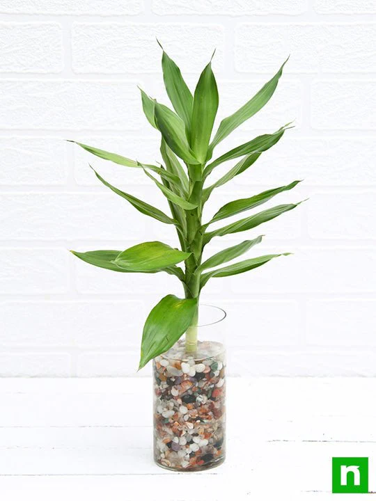30 cm Lotus Lucky Bamboo Plant in a Glass Vase with Pebbles - Image 4