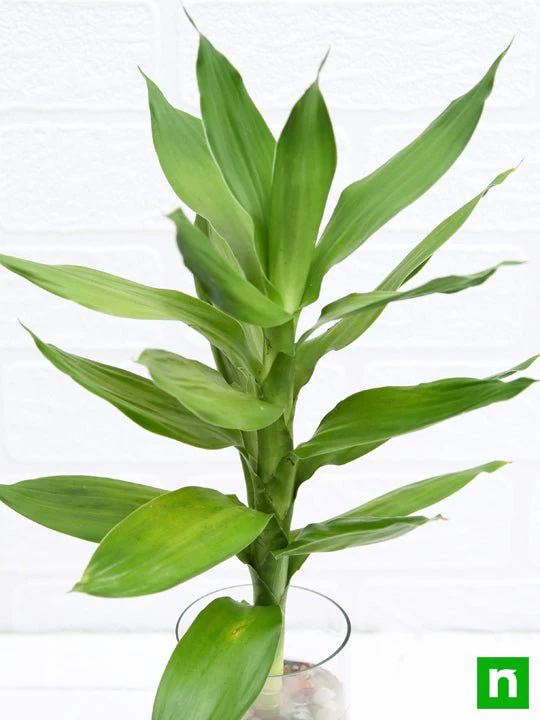 30 cm Lotus Lucky Bamboo Plant in a Glass Vase with Pebbles - Image 5