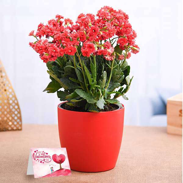 Lovely Kalanchoe for Special One