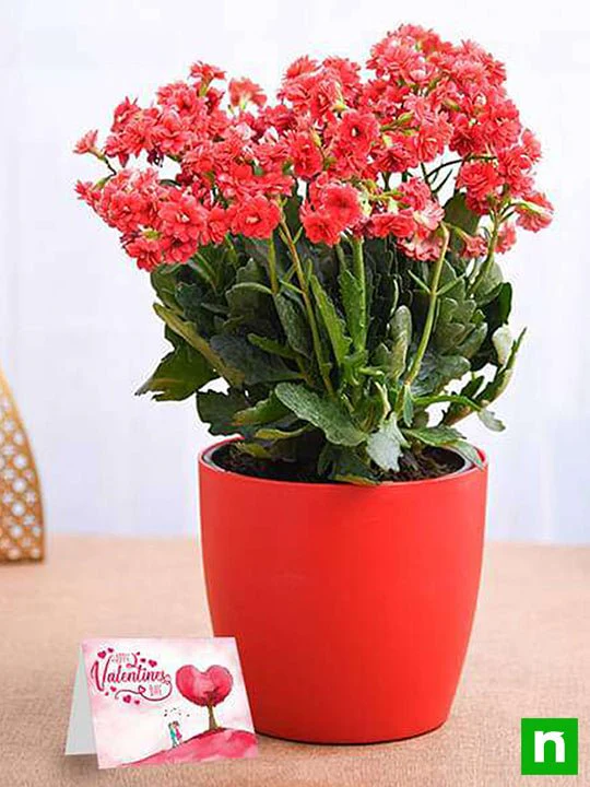 Lovely Kalanchoe for Special One - Image 2