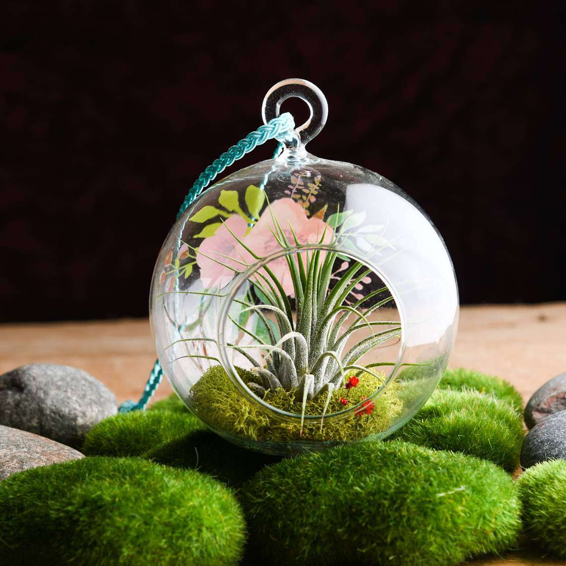 Loving Touch - Air Plant