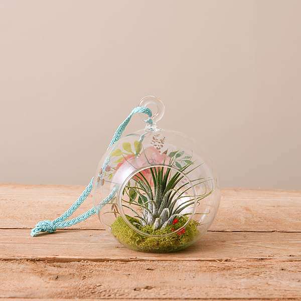 Loving Touch - Air Plant - Image 2
