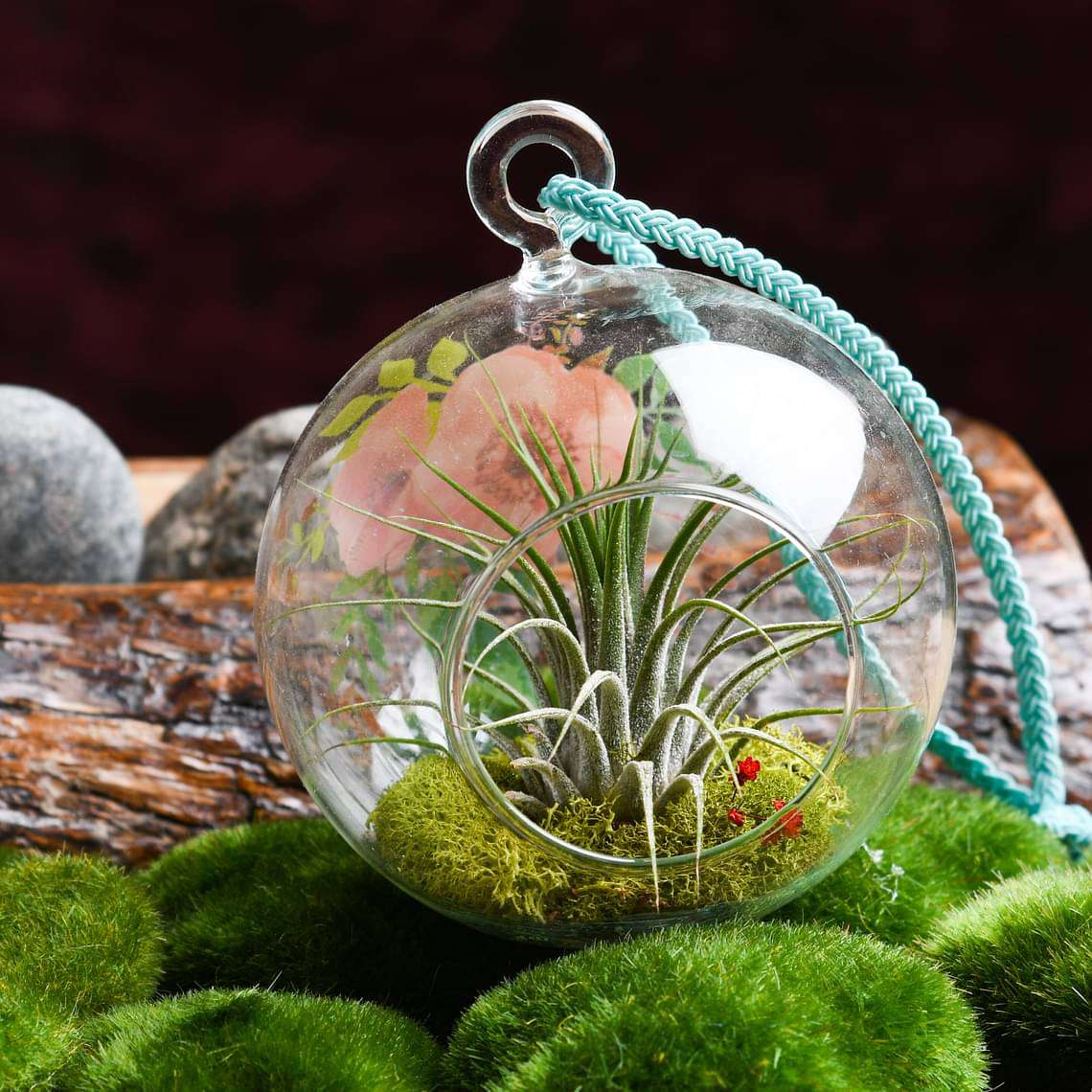 Loving Touch - Air Plant - Image 3