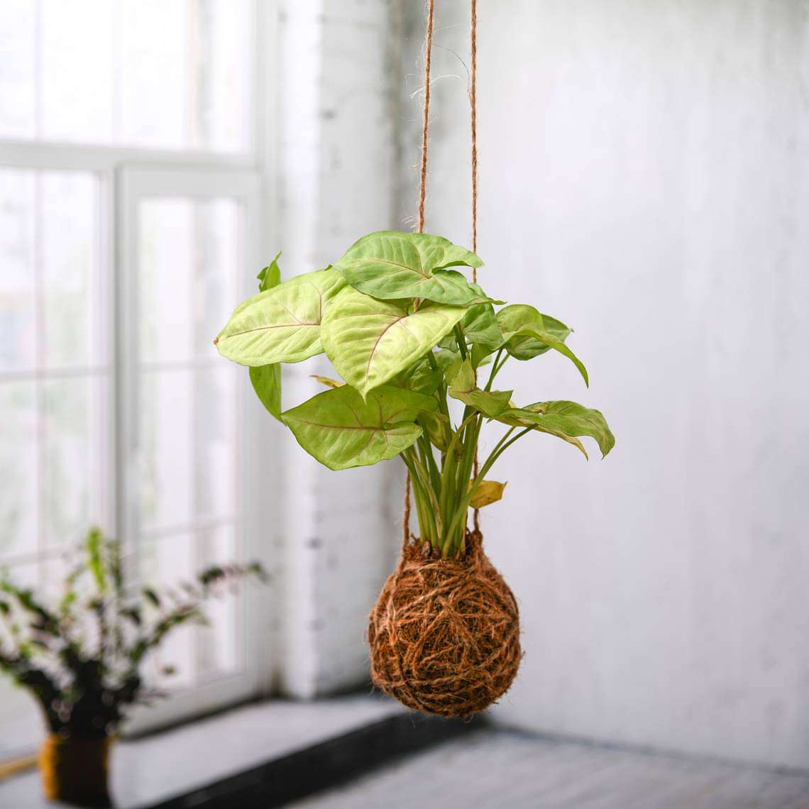 Low Maintenance Syngonium Plant Moss Ball - Kokedama - Image 2