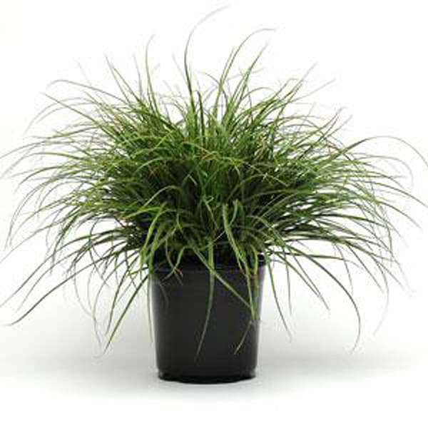 Snowy Woodrush, Lucius Luzula Grass - Plant