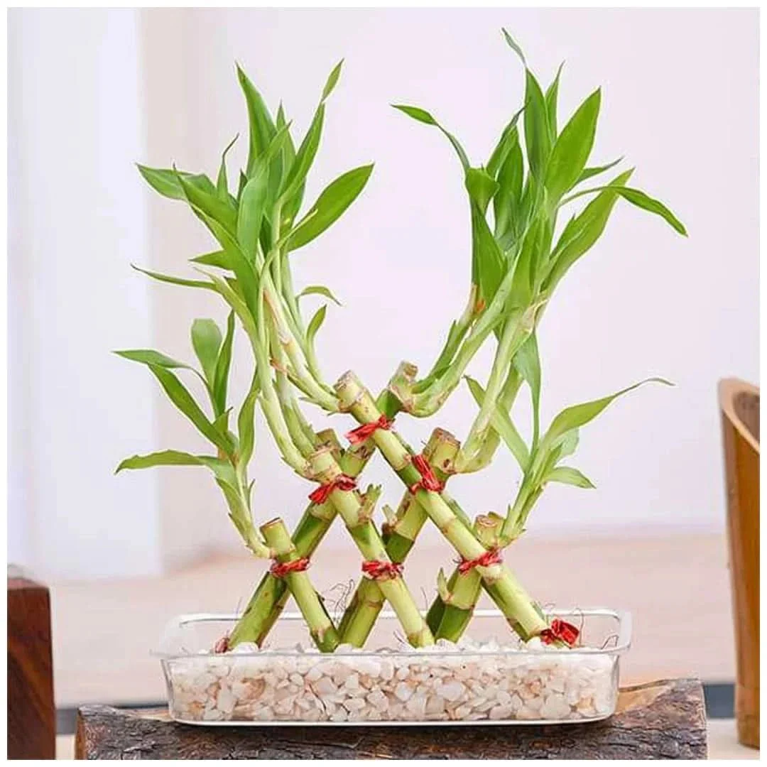 3 Layer Pyramid Lucky Bamboo in a Tray with Pebbles - Image 2