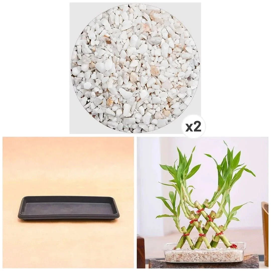 3 Layer Pyramid Lucky Bamboo in a Tray with Pebbles - Image 3