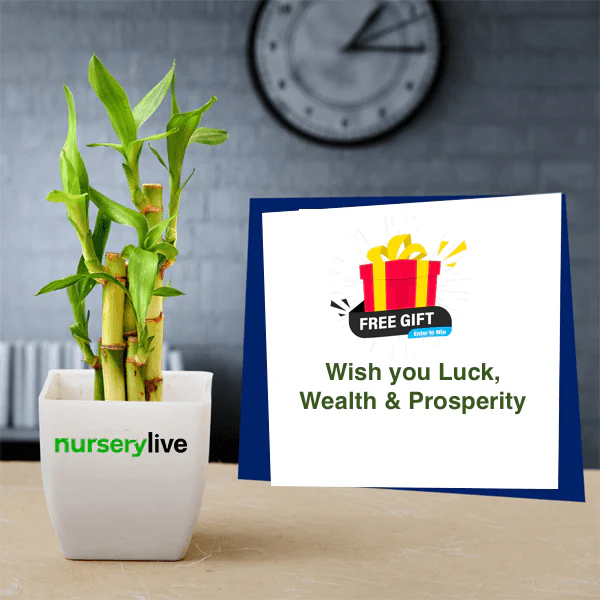 Lucky Bamboo Gift For a Prosperous New Year