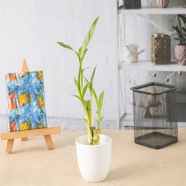 Lucky Bamboo Sticks in a Plastic Pot - Corporate Gift (Set of 30)