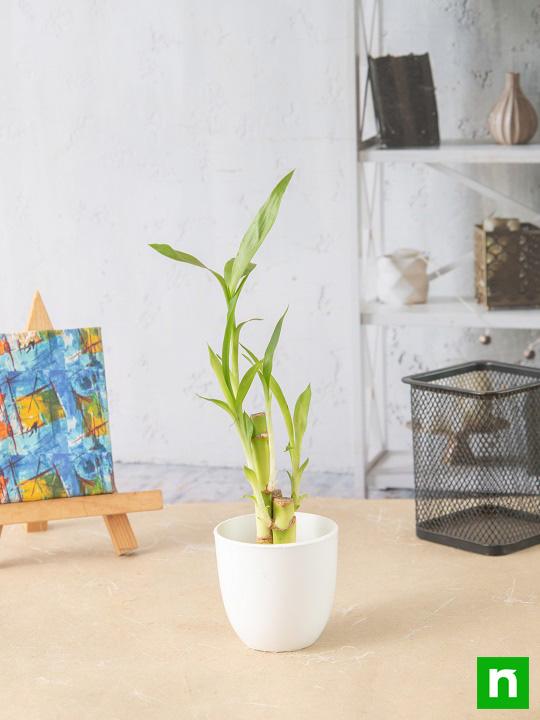 Lucky Bamboo Sticks in a Plastic Pot - Corporate Gift (Set of 30) - Image 2
