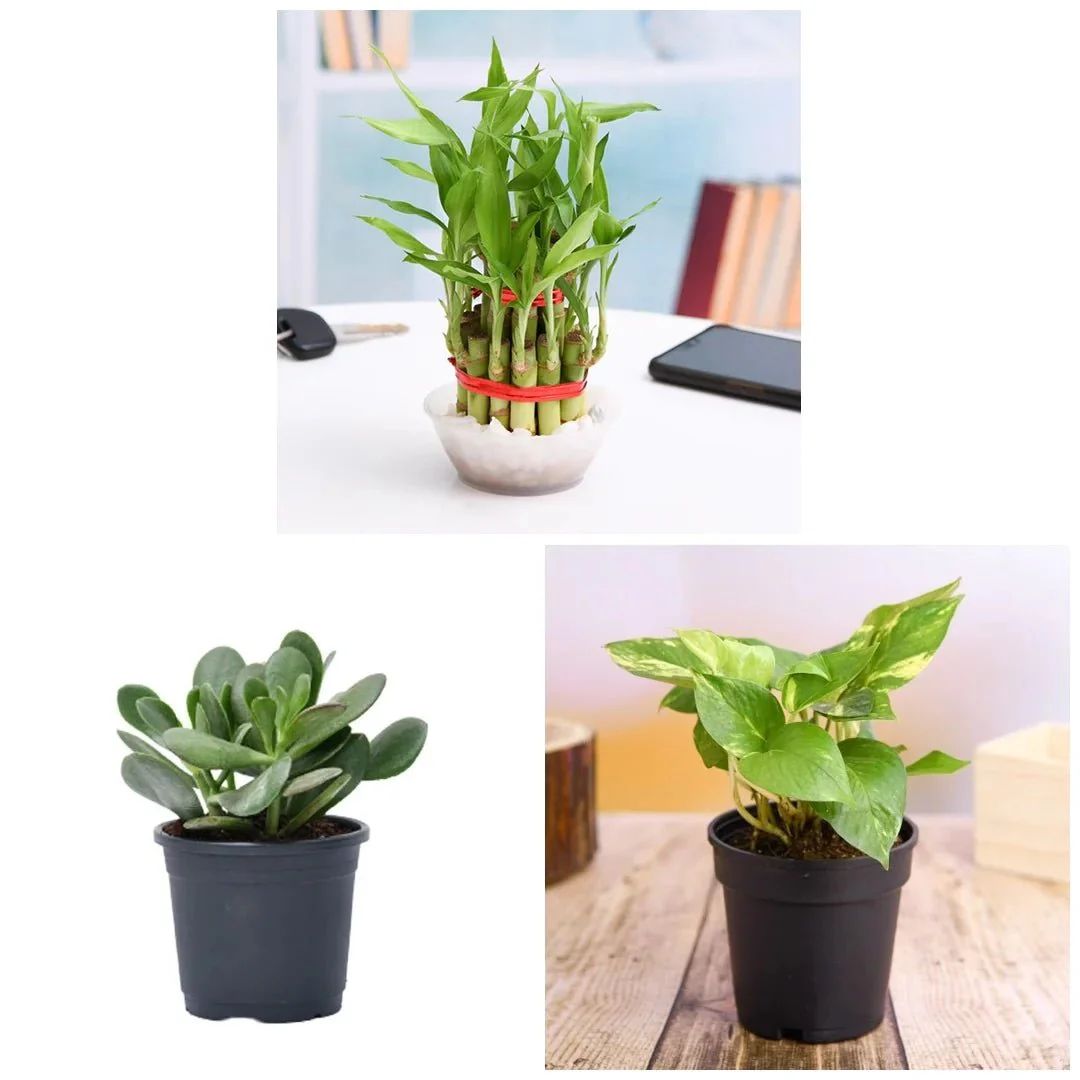 Lucky Money Attracting / Feng Shui Table Top / Office Desk Plants - Image 2