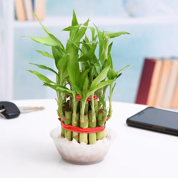 Lucky Money Attracting / Feng Shui Table Top / Office Desk Plants - Image 3