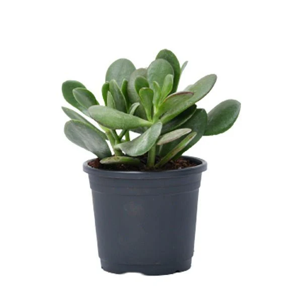 Lucky Money Attracting / Feng Shui Table Top / Office Desk Plants - Image 4