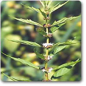 Lycopus virginicus - Plant