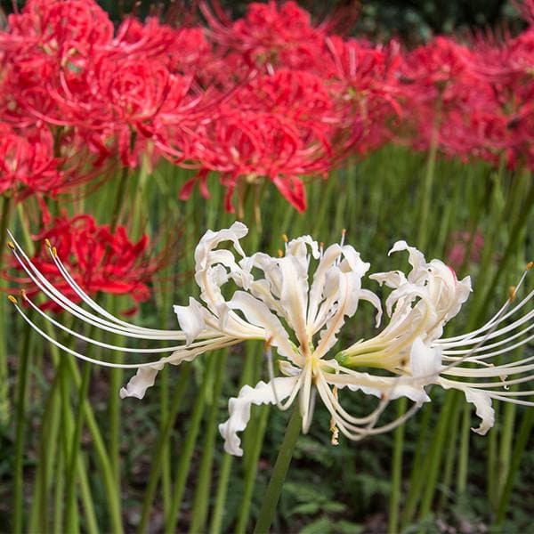 Lycoris, Spider Lily (Random Color) - Bulbs (set of 5)