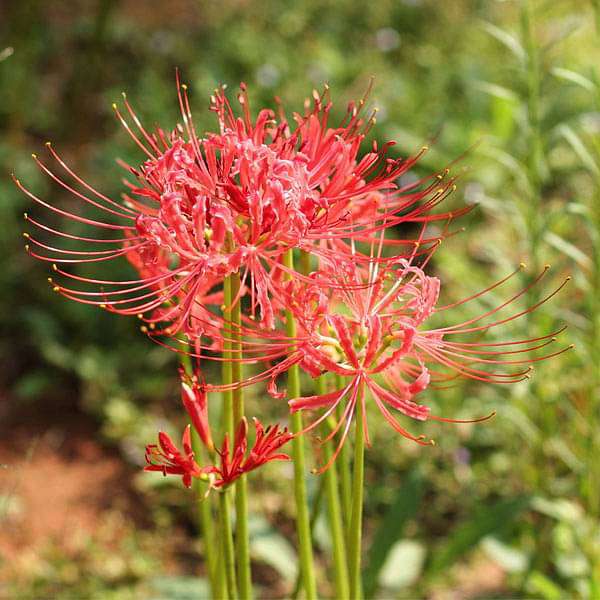 Lycoris Radiata, Spider lily (Red) - Bulbs (set of 5)