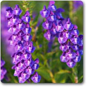 Mad-Dog Skullcap - Plant