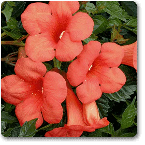 Madame Galen Trumpet Vine - Plant
