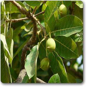 Madhuca indica, Moh - Plant