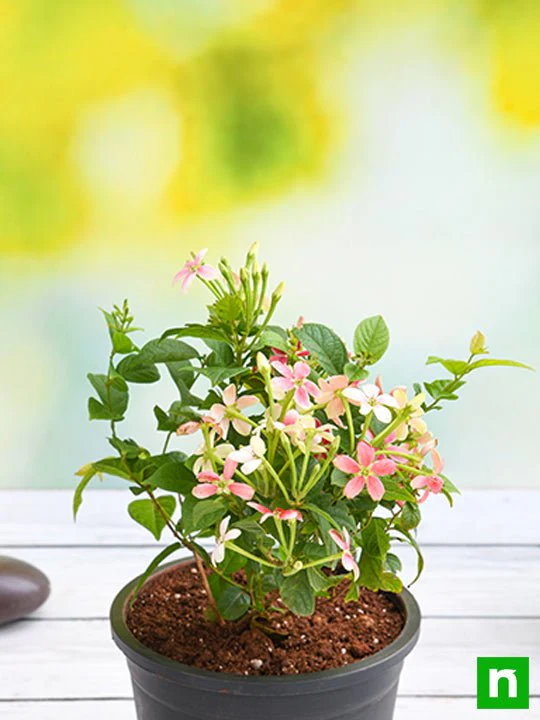 Madhumalti Dwarf, Rangoon Creeper - Plant - Image 3