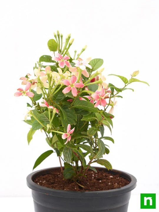 Madhumalti Dwarf, Rangoon Creeper - Plant - Image 4