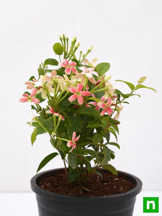 Madhumalti Dwarf, Rangoon Creeper - Plant - Image 5