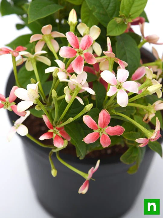 Madhumalti Dwarf, Rangoon Creeper - Plant - Image 6
