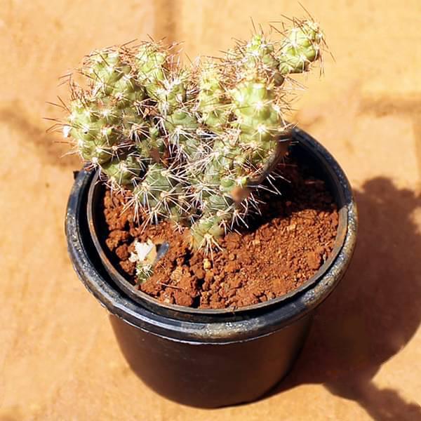 Maihueniopsis - Cactus Plant