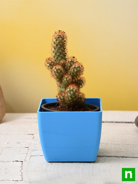 Mammilaria elongata, Copper King - Cactus Plant - Image 2