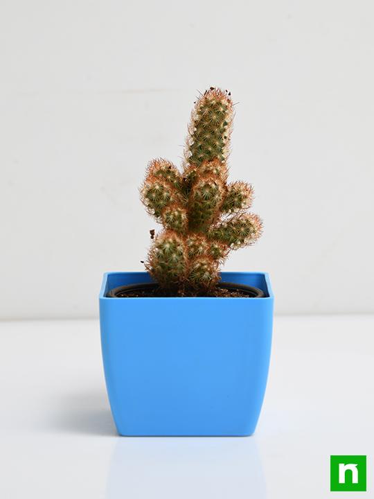 Mammilaria elongata, Copper King - Cactus Plant - Image 3