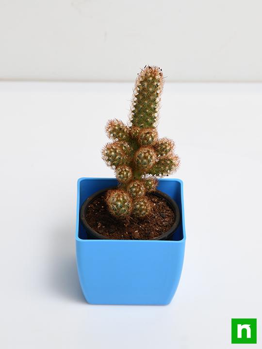 Mammilaria elongata, Copper King - Cactus Plant - Image 4