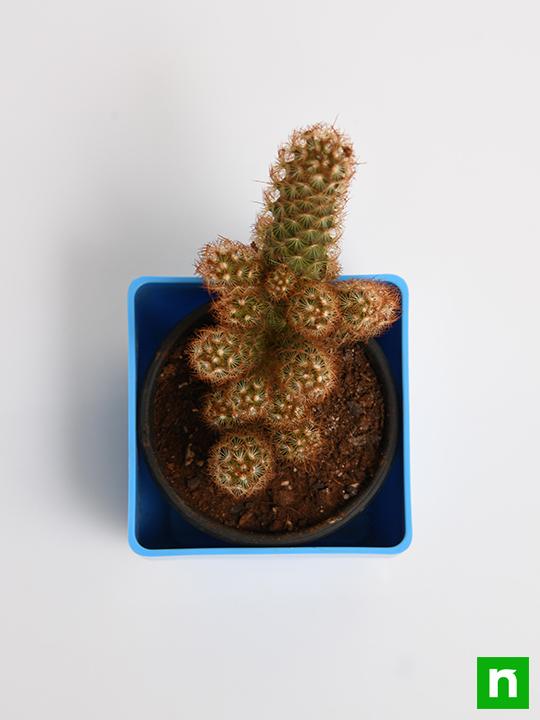 Mammilaria elongata, Copper King - Cactus Plant - Image 5