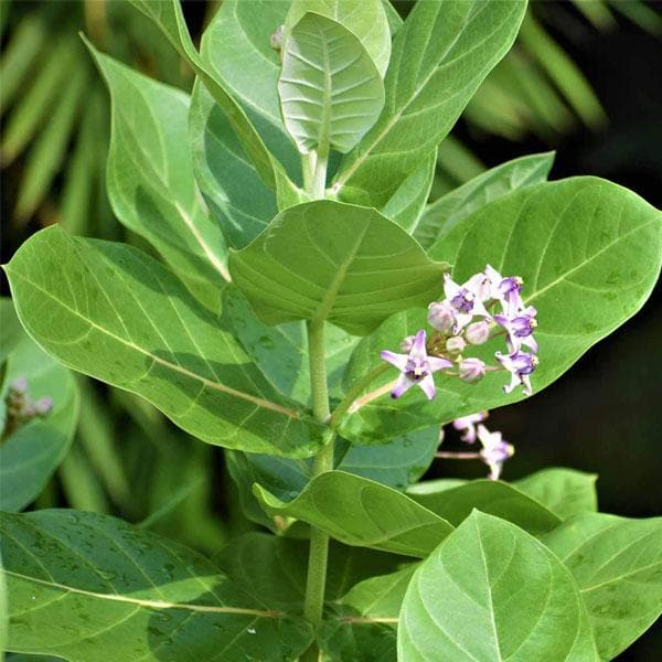 Mandar, Rui - Plant
