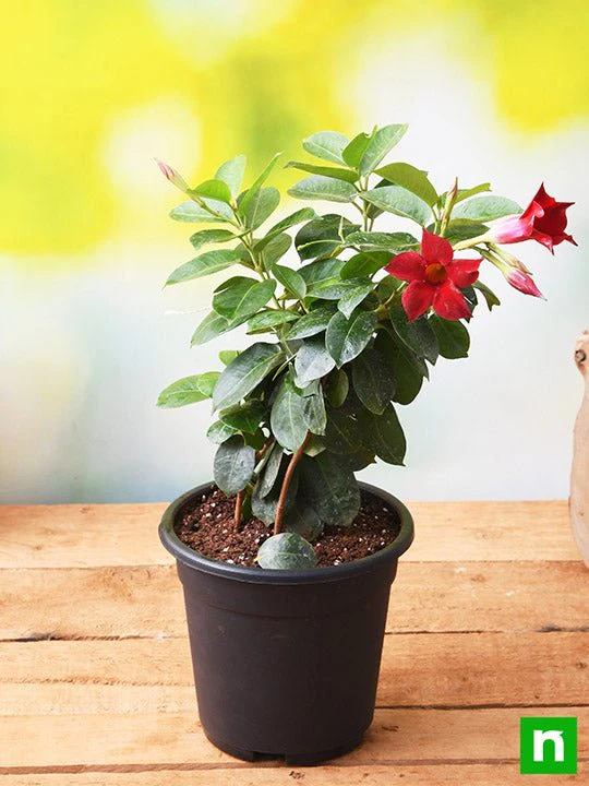 Mandevilla (Maroon) - Plant - Image 2