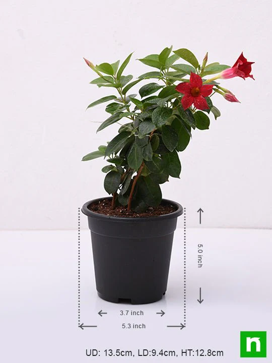 Mandevilla (Maroon) - Plant - Image 3