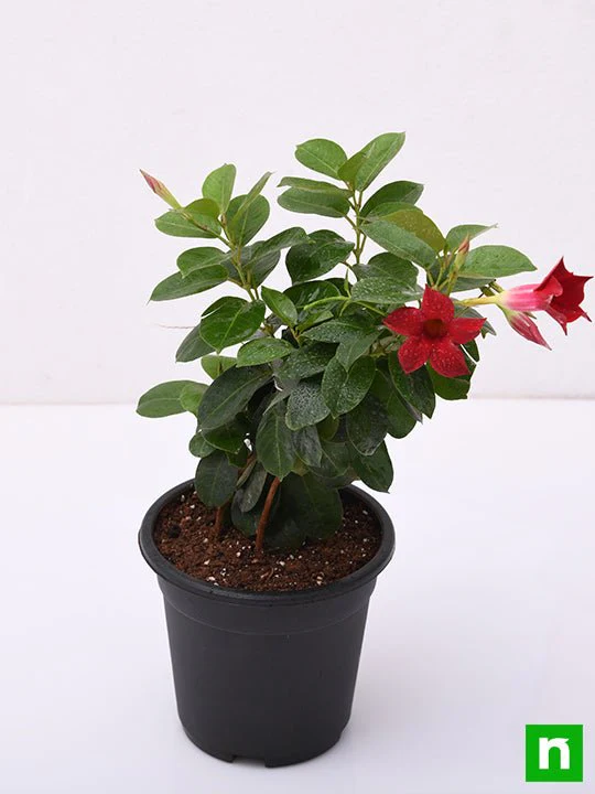 Mandevilla (Maroon) - Plant - Image 4