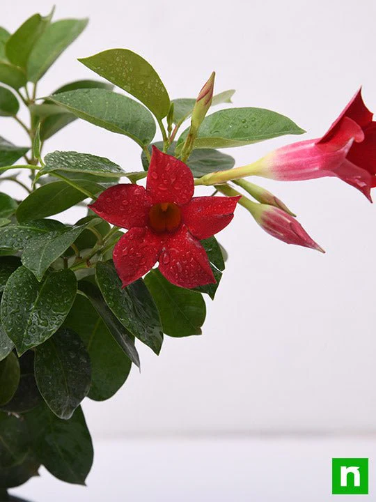 Mandevilla (Maroon) - Plant - Image 5