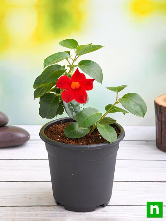 Mandevilla (Red) - Plant - Image 2