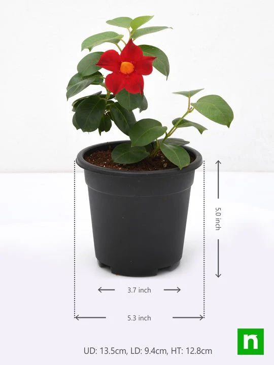 Mandevilla (Red) - Plant - Image 3