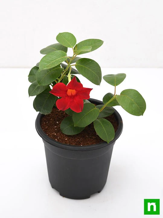 Mandevilla (Red) - Plant - Image 4