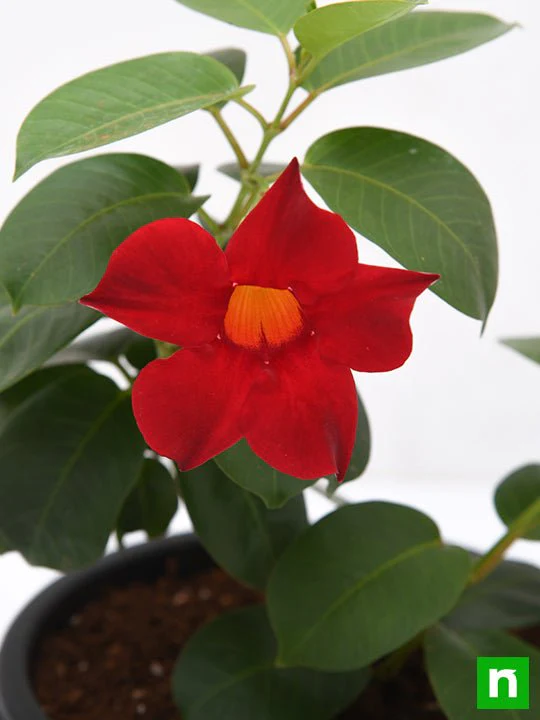 Mandevilla (Red) - Plant - Image 5