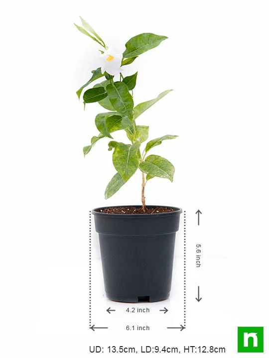 Mandevilla (White) - Plant - Image 3