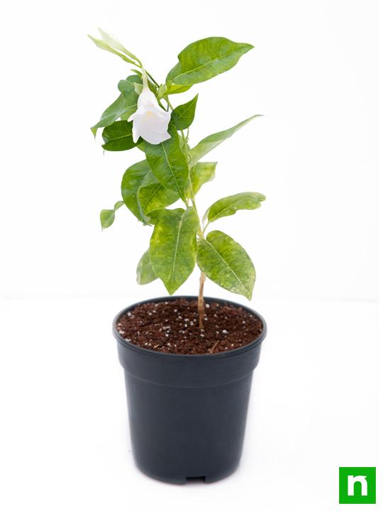 Mandevilla (White) - Plant - Image 4
