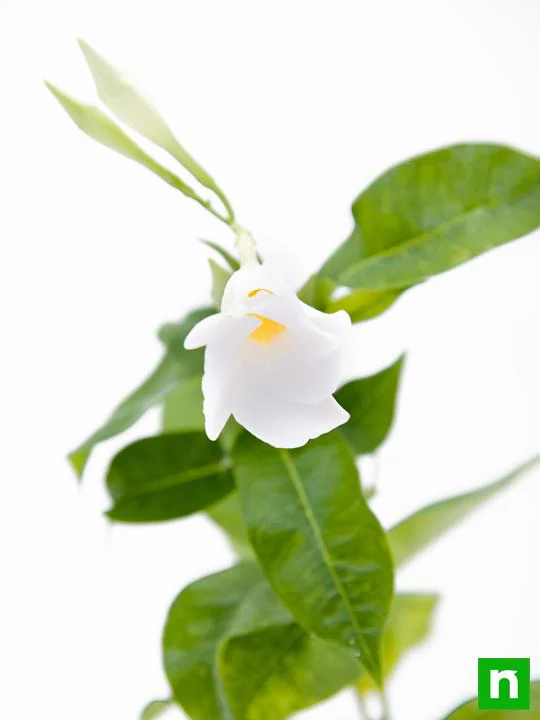 Mandevilla (White) - Plant - Image 5