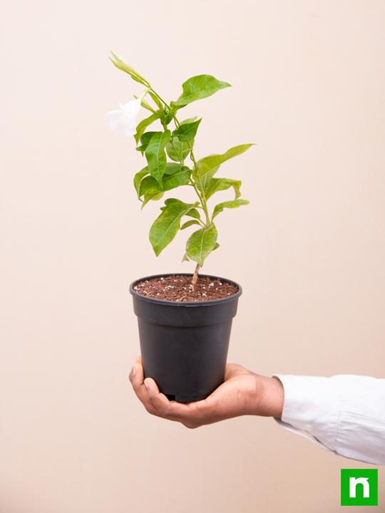 Mandevilla (White) - Plant - Image 6